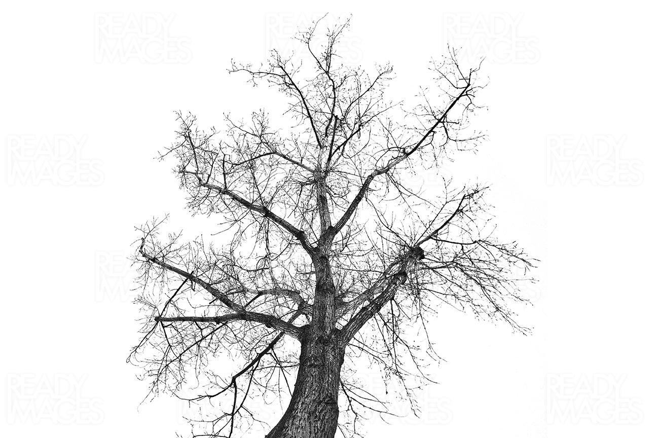 Black and white fine art image of a large autumn dry tree on a clear sky