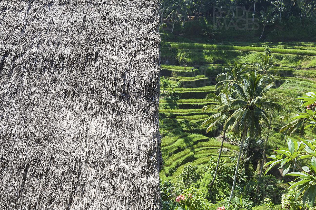 Traditional Balinese house with a thatched roof and rice terraces