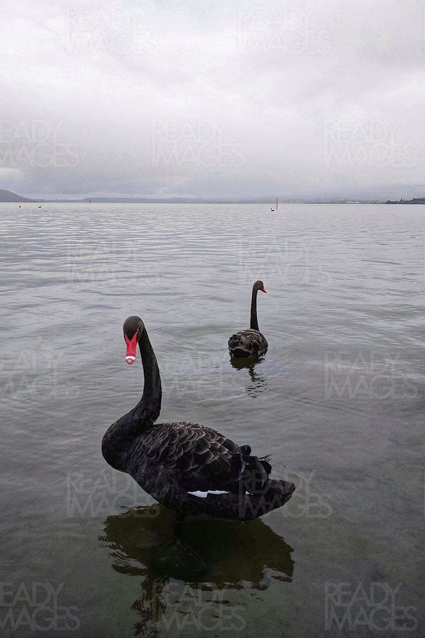 Black Swans in Lake Rotorua