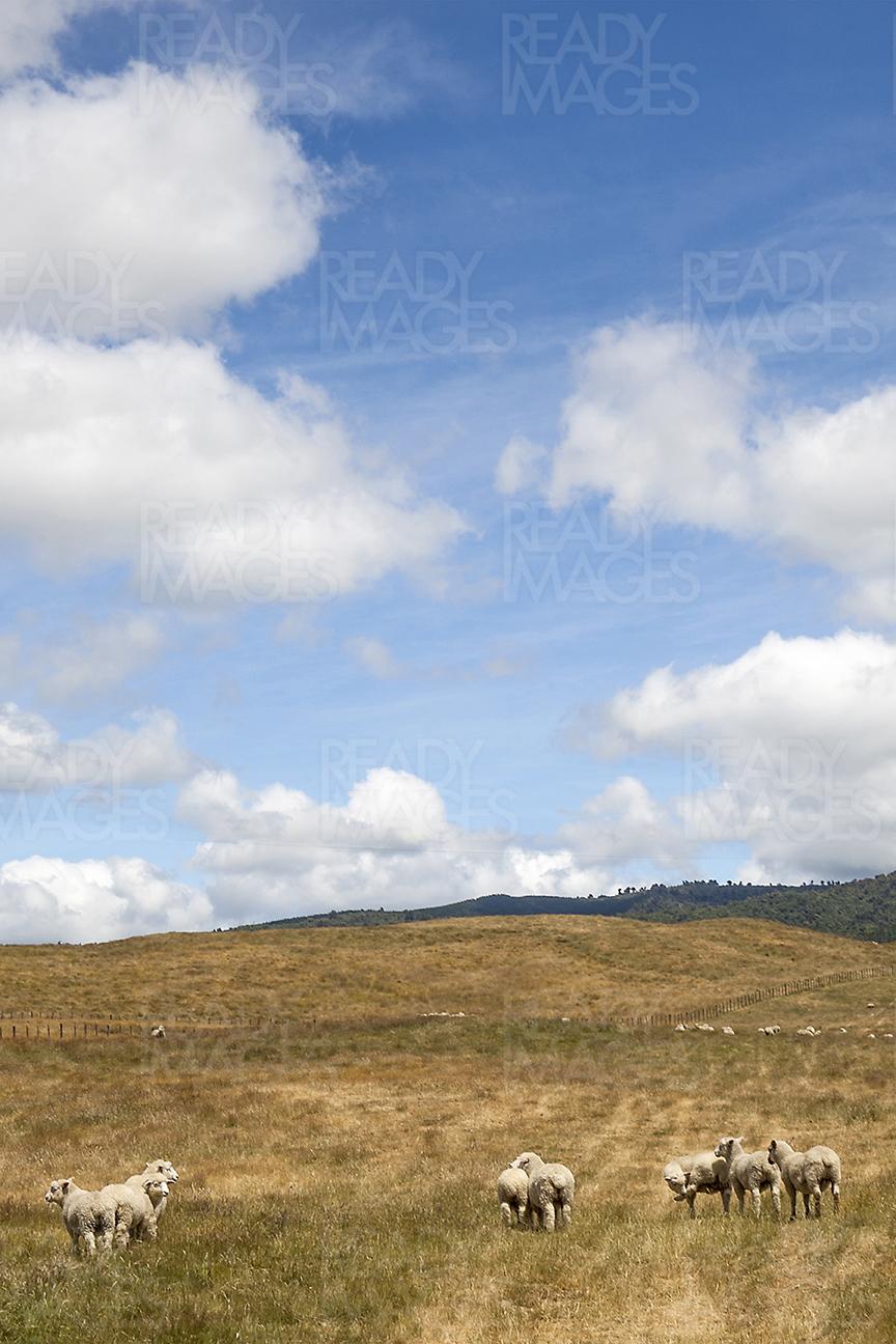 Flock of sheep wandering in a large open farm, with blue sky and clouds in the background