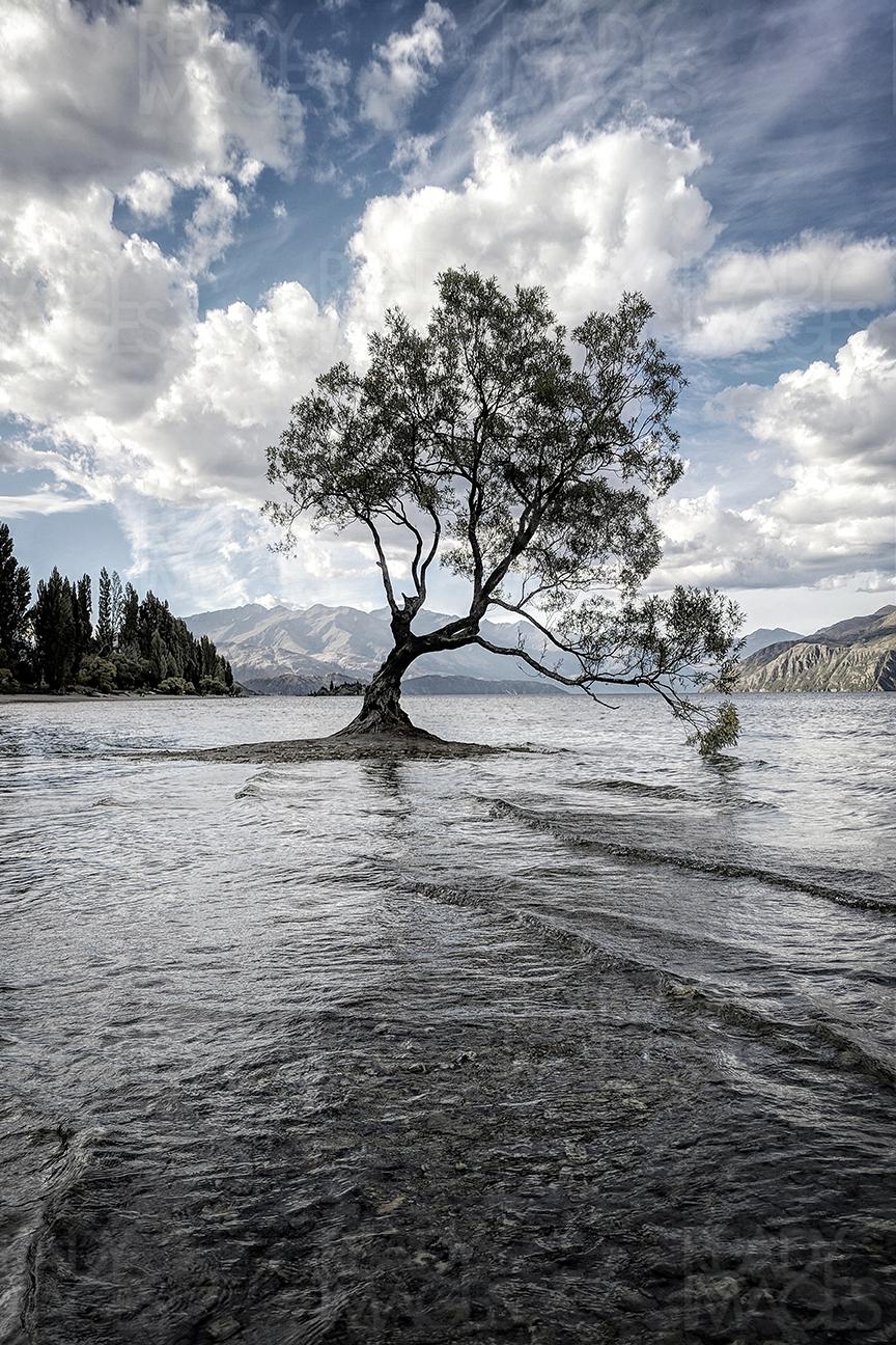 That Wanaka Tree - The solitary tree is located in the town of Wanaka on New Zealand's South Island