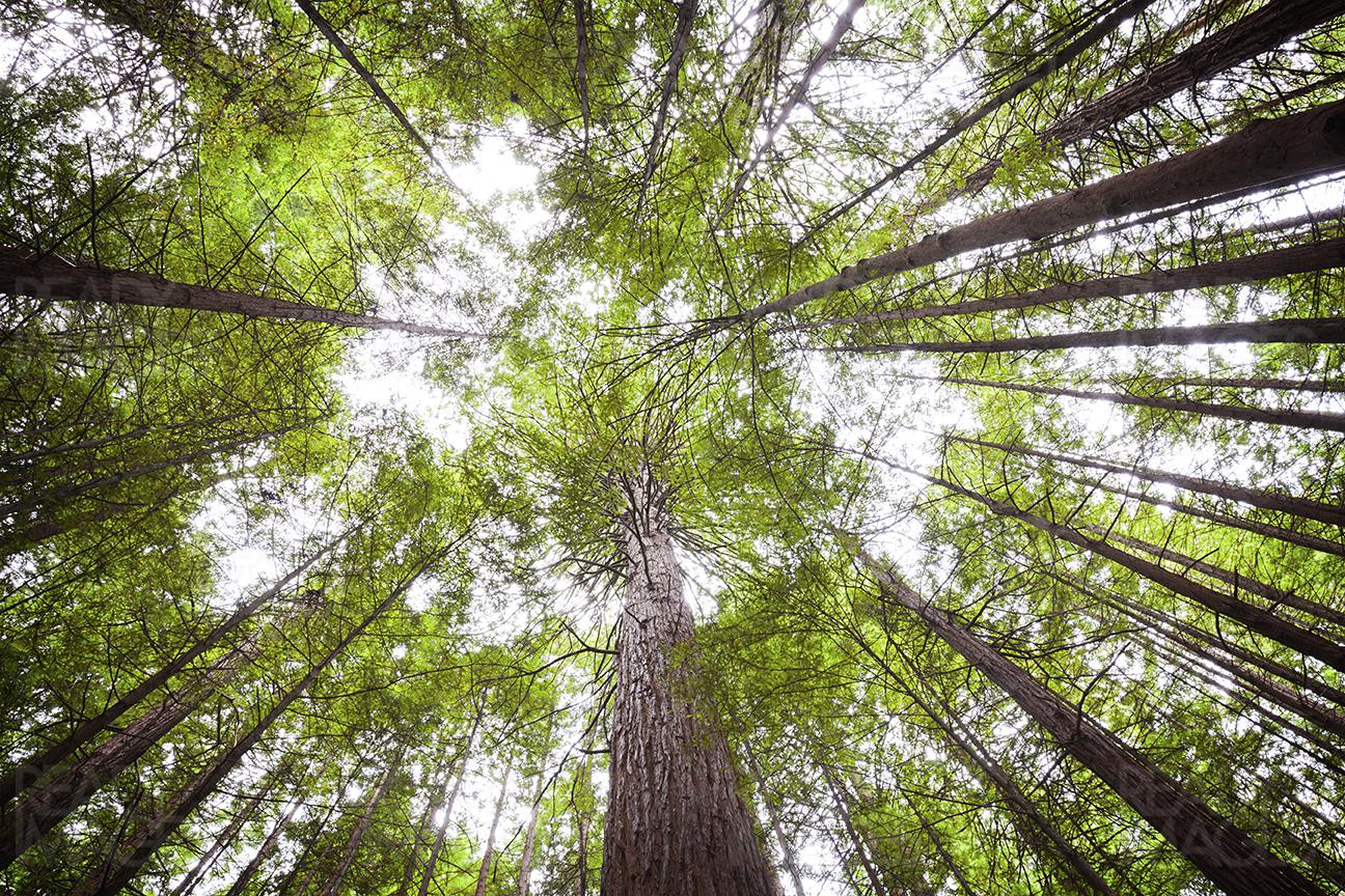 Looking up at tall trees in Redwoods Forest Whakarewarewa in Rotorua