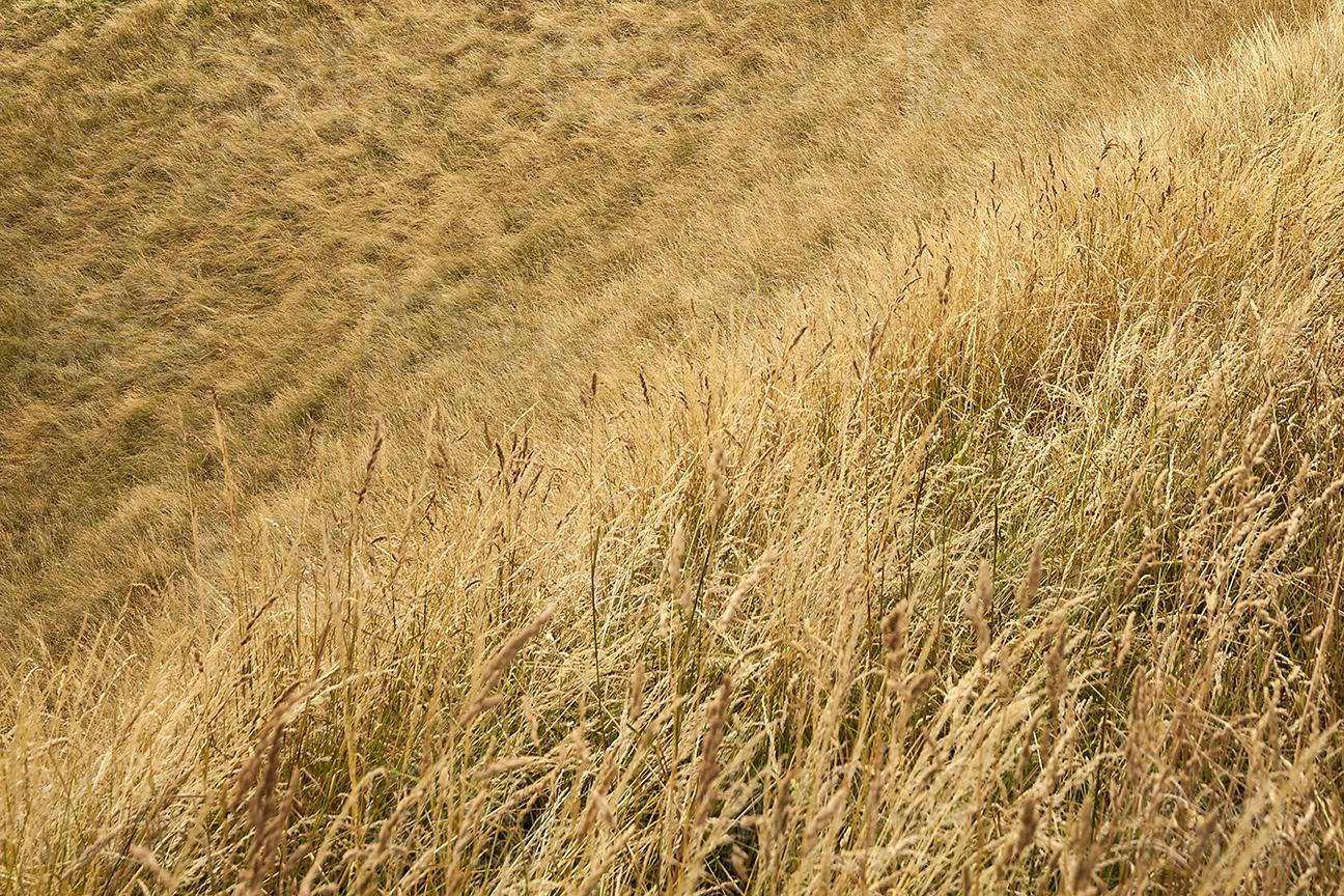 Dried Grass Landscape Image at Mount Eden, Auckland