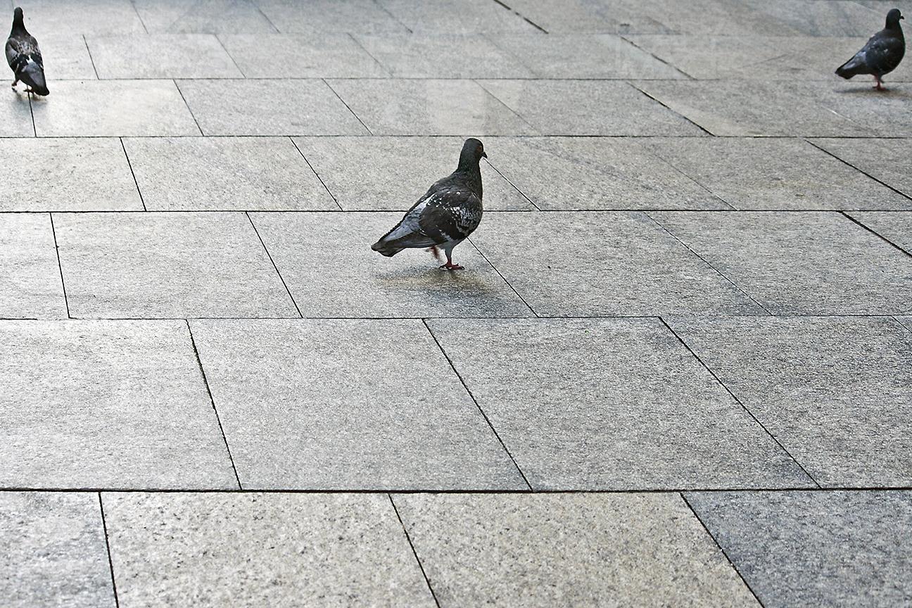 Image of 3 pigeons walking along a promenade (paved city walkway/road) on an overcast day