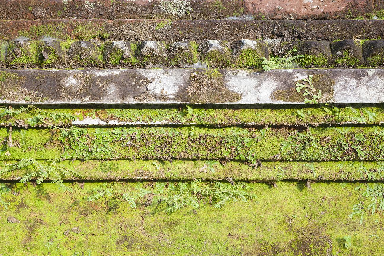 Image of an old brick wall covered with green moss