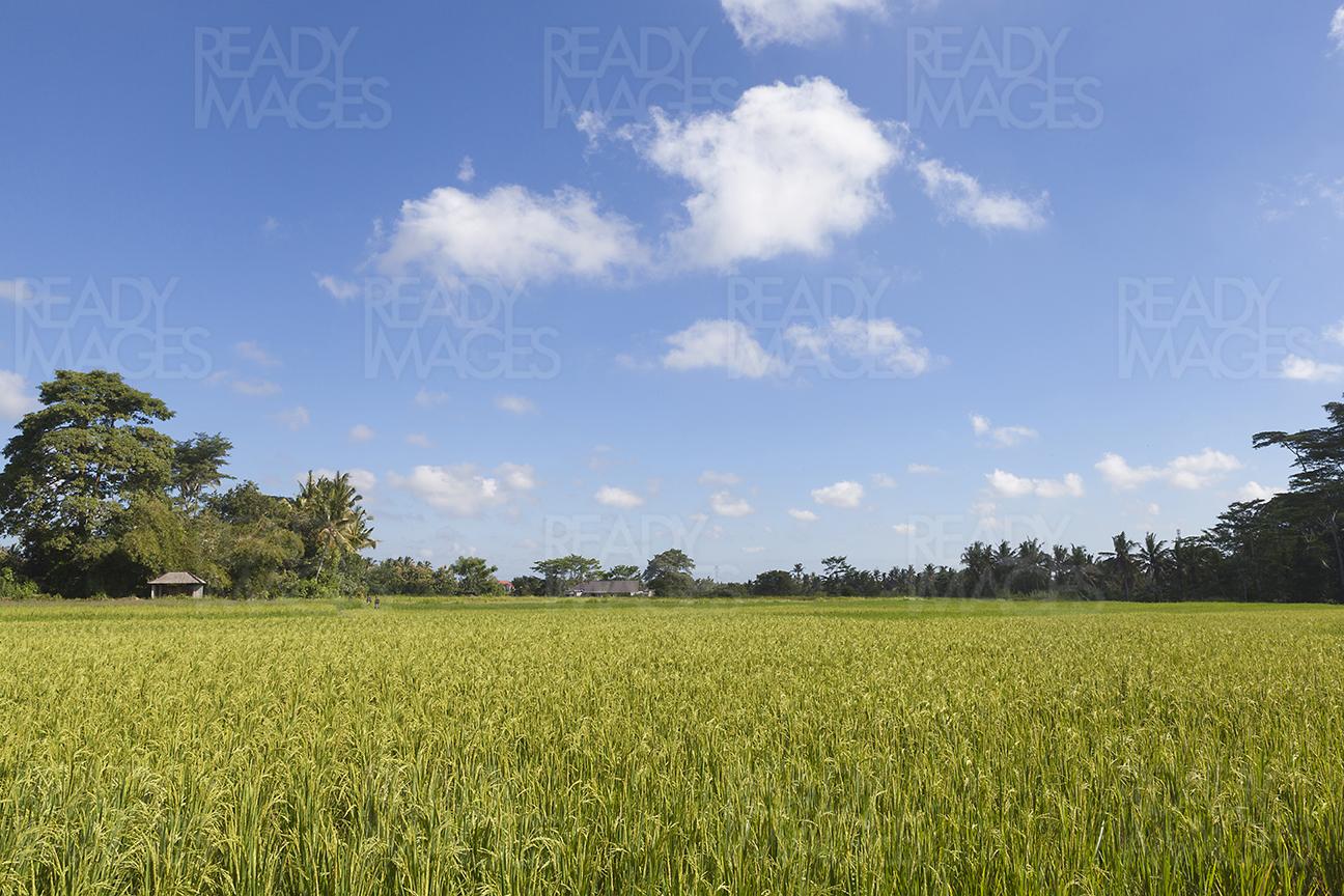 Image of vast rice fields, with bright blue sky and clouds in the background
