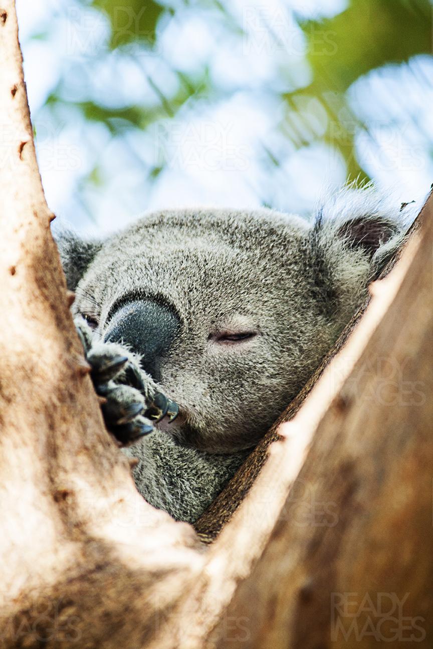 Image of a Koala Bear sleeping/resting on a Eucalyptus tree, Taronga Zoo, Sydney, Australia