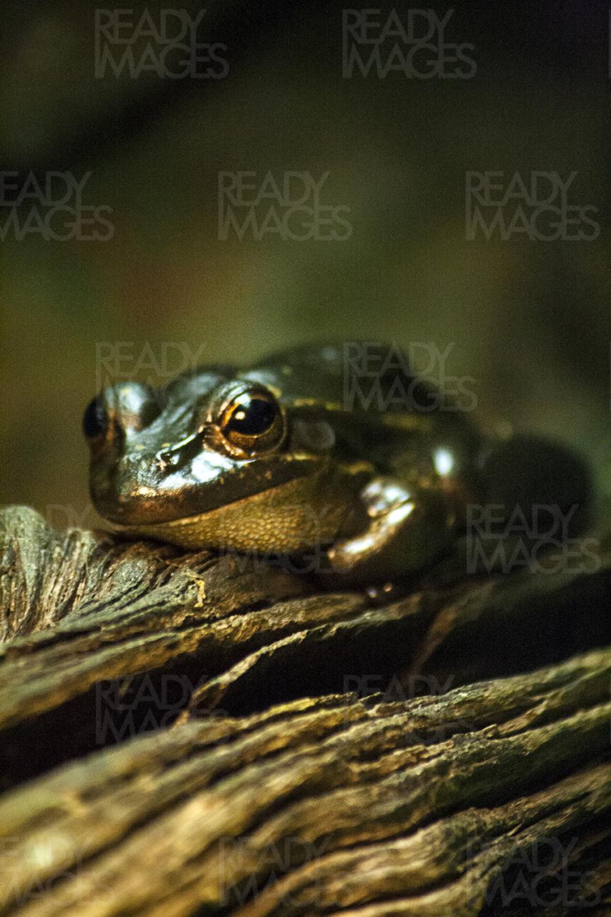 Image of the Australian Green Tree Frog. Also known as Dumpy Tree Frog, sitting on an old branch with blurred green background