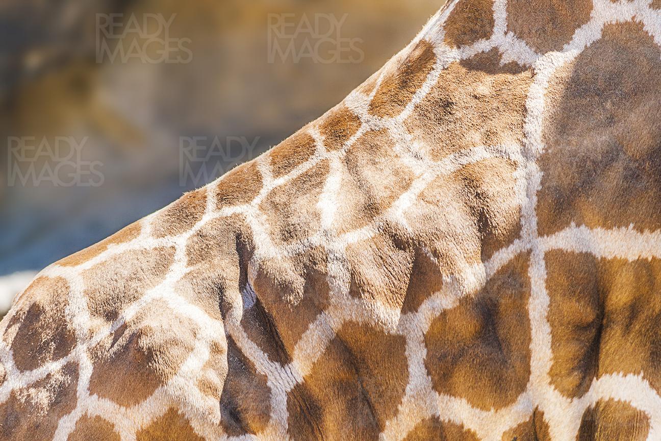 Close-up image of the Giraffe skin with patches