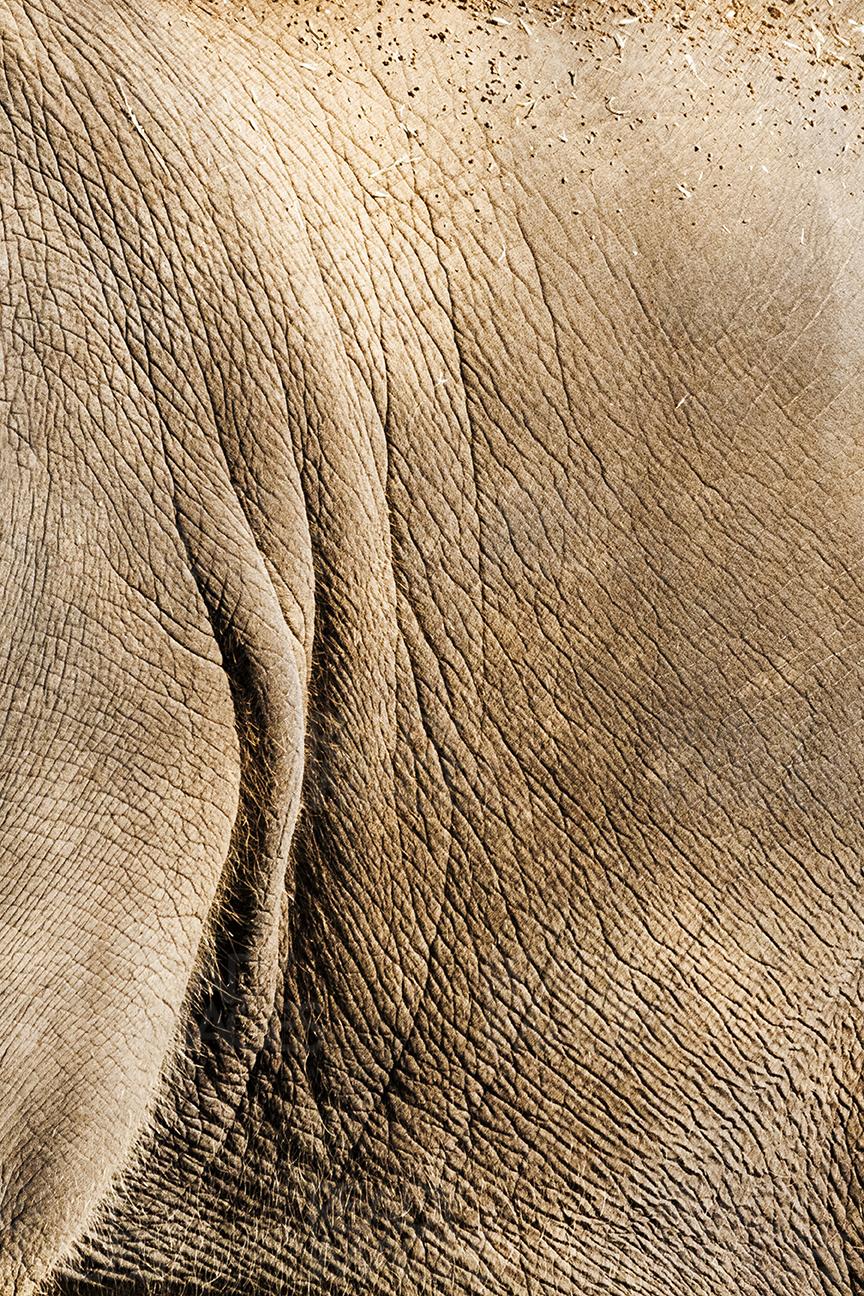 Close-up image of the elephant's wrinkled skin