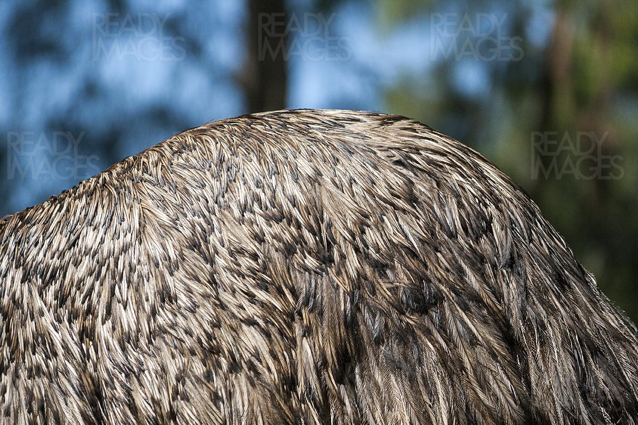 Close-up image showing feathers on the back of the Australian native bird, Emu