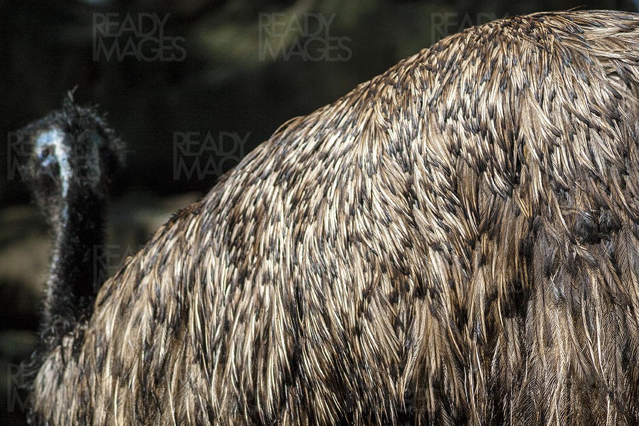 Close-up image showing feathers on the back of the Australian native bird, Emu