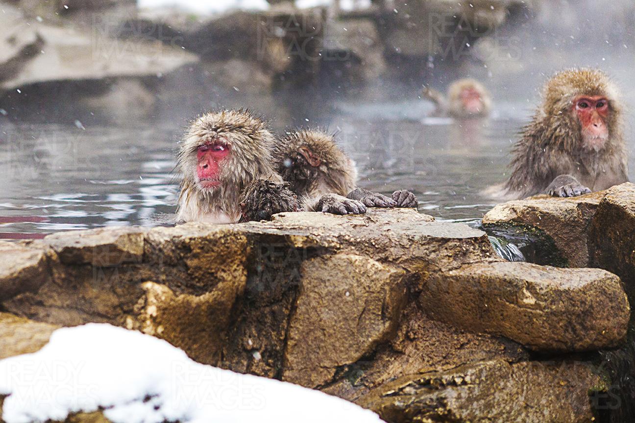 Monkeys having a dip in hot spring (Onsen) at Jigokudani Monkey Park