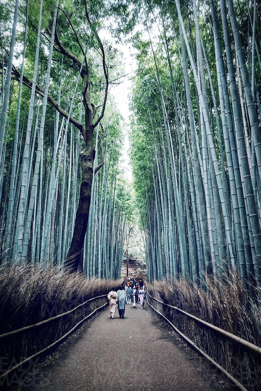 Tourists walking along the famous pathway in Arashiyama Bamboo Grove