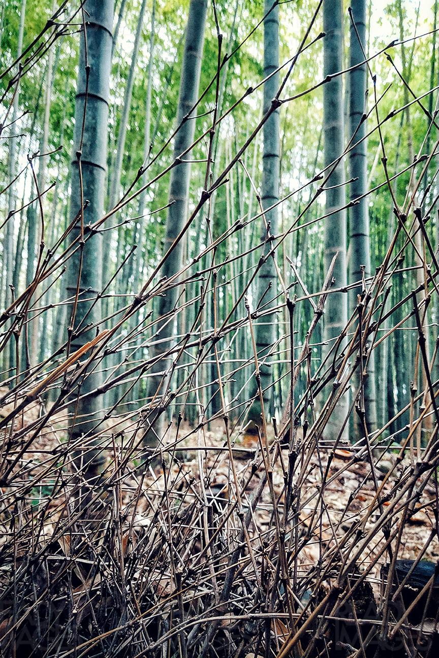 Bamboos of Arashiyama in Kyoto
