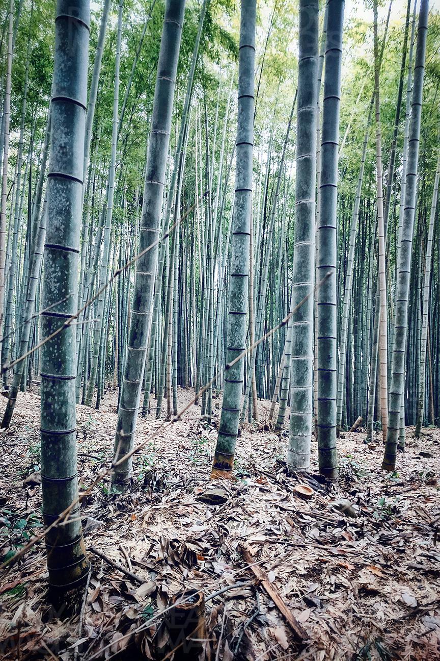 Bamboo Forest of Arashiyama District