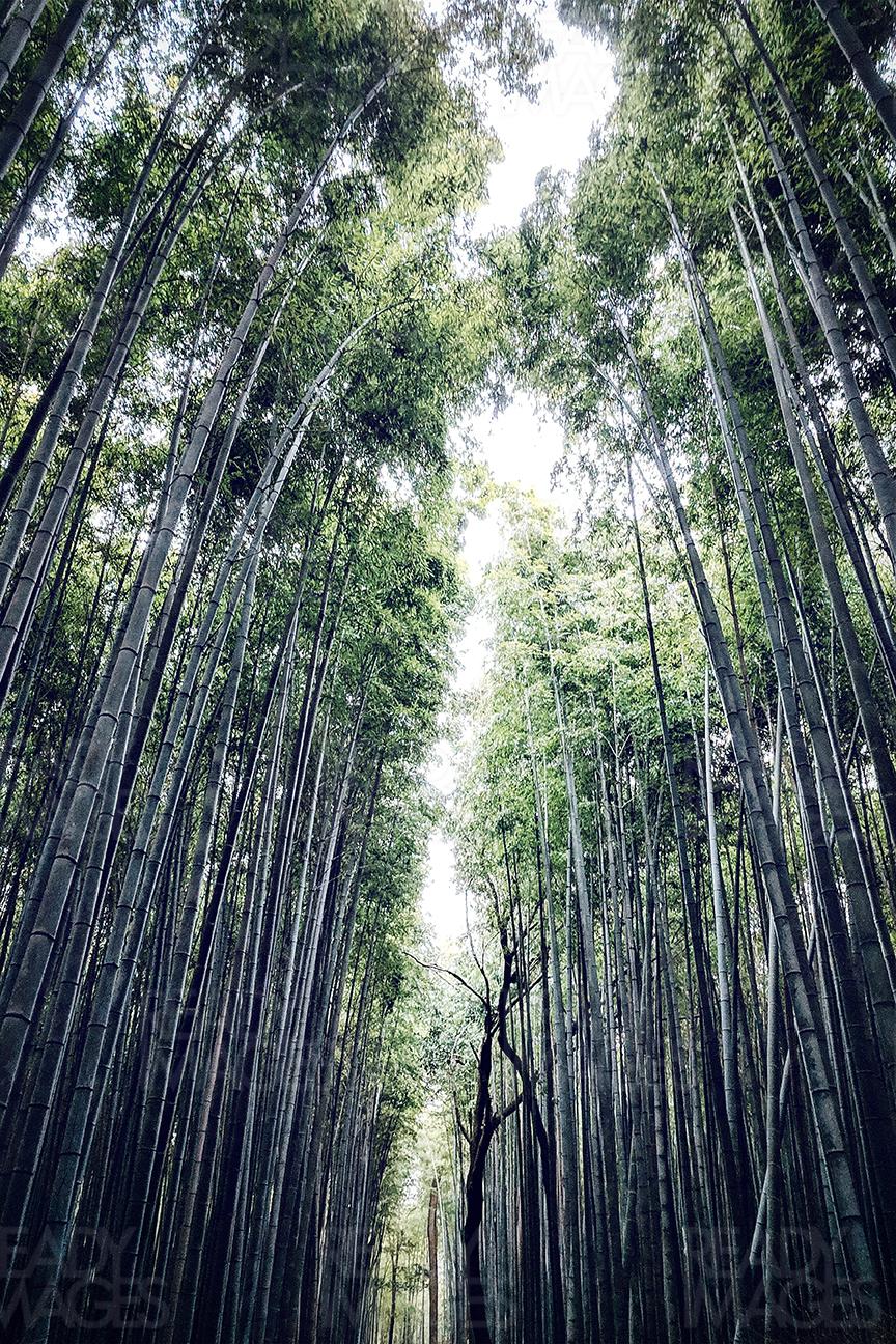 Looking up through Bamboo Grove Arashiyama