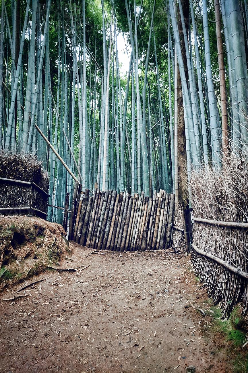 Bamboos of Arashiyama in Kyoto