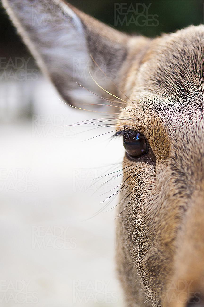 Close-up image of deer's eye at Nara in Japan