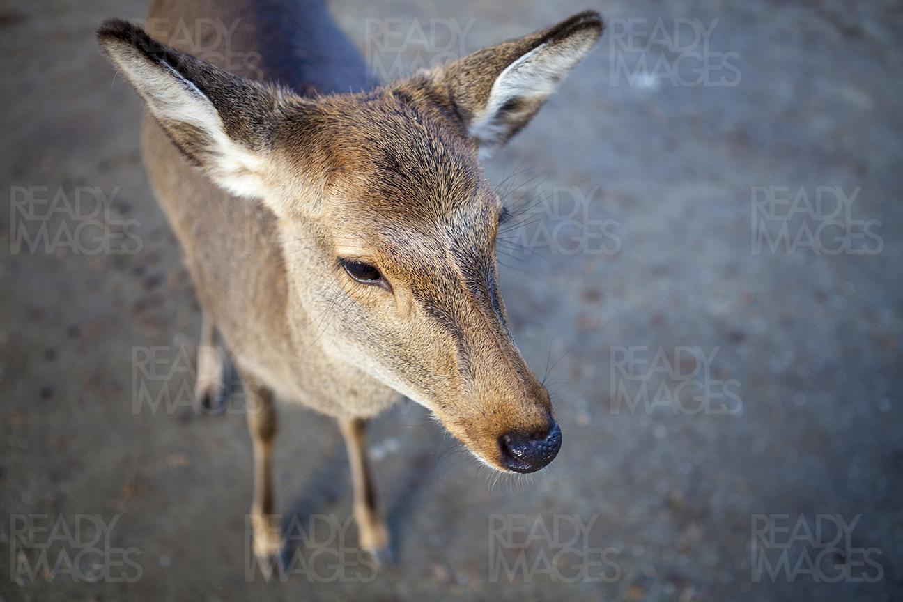 Close-up image of deer at Nara in Japan