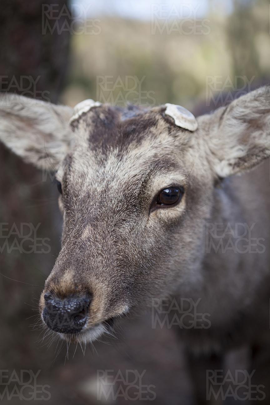 Close-up image of deer at Nara in Japan