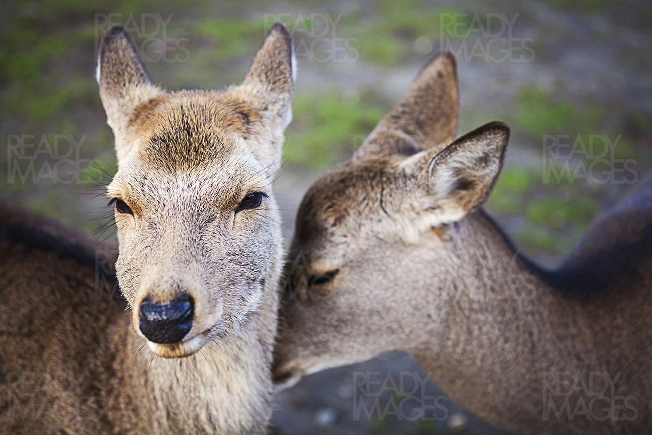 Close-up of deers at Nara in Japan