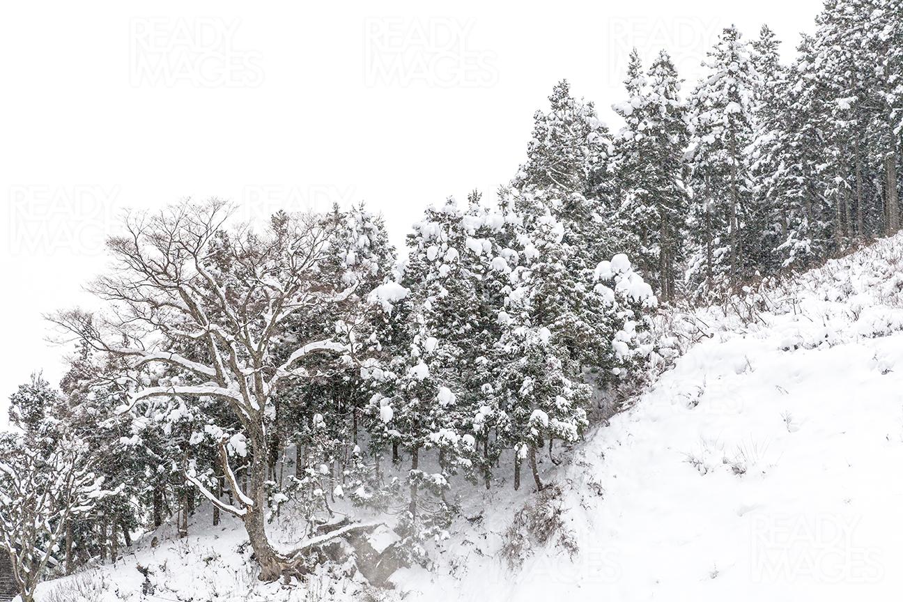 Fresh snow on the mountains and trees of in Jigokudani Monkey Park, Japan