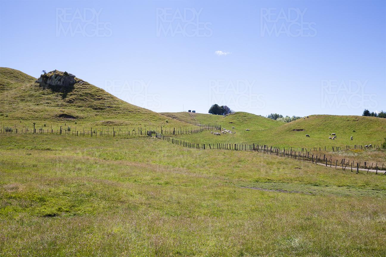 Sheep grazing on the mountains under clear blue sky in North Island, New Zealand