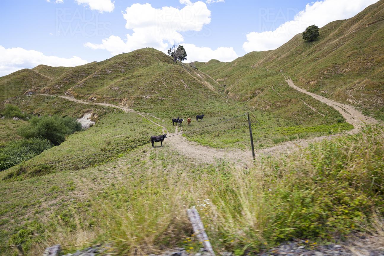 Cattle grazing on the green mountains under the blue sky in North Island, New Zealand