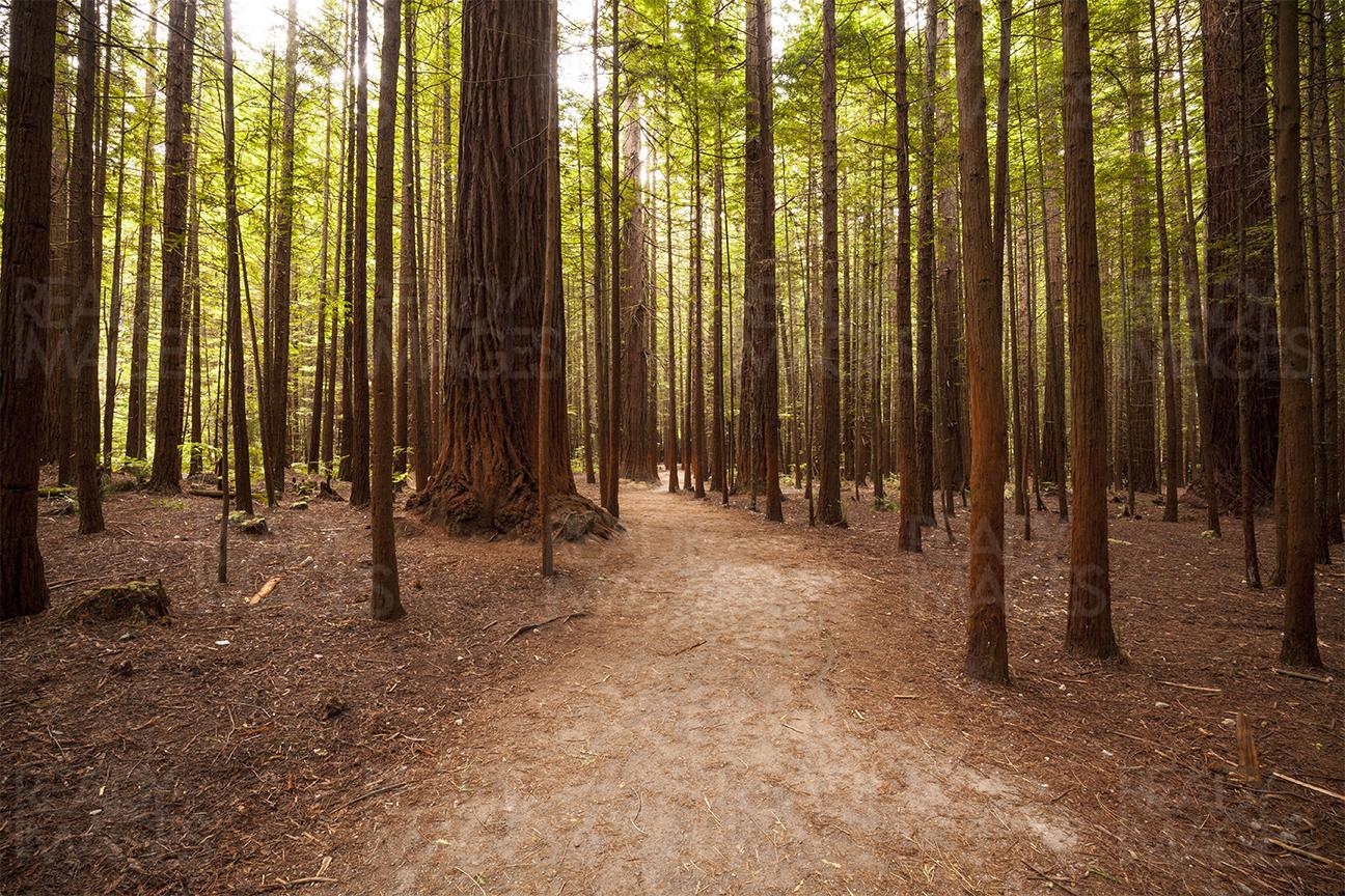 Path among tall trees of Redwoods Forest in Rotorua, New Zealand