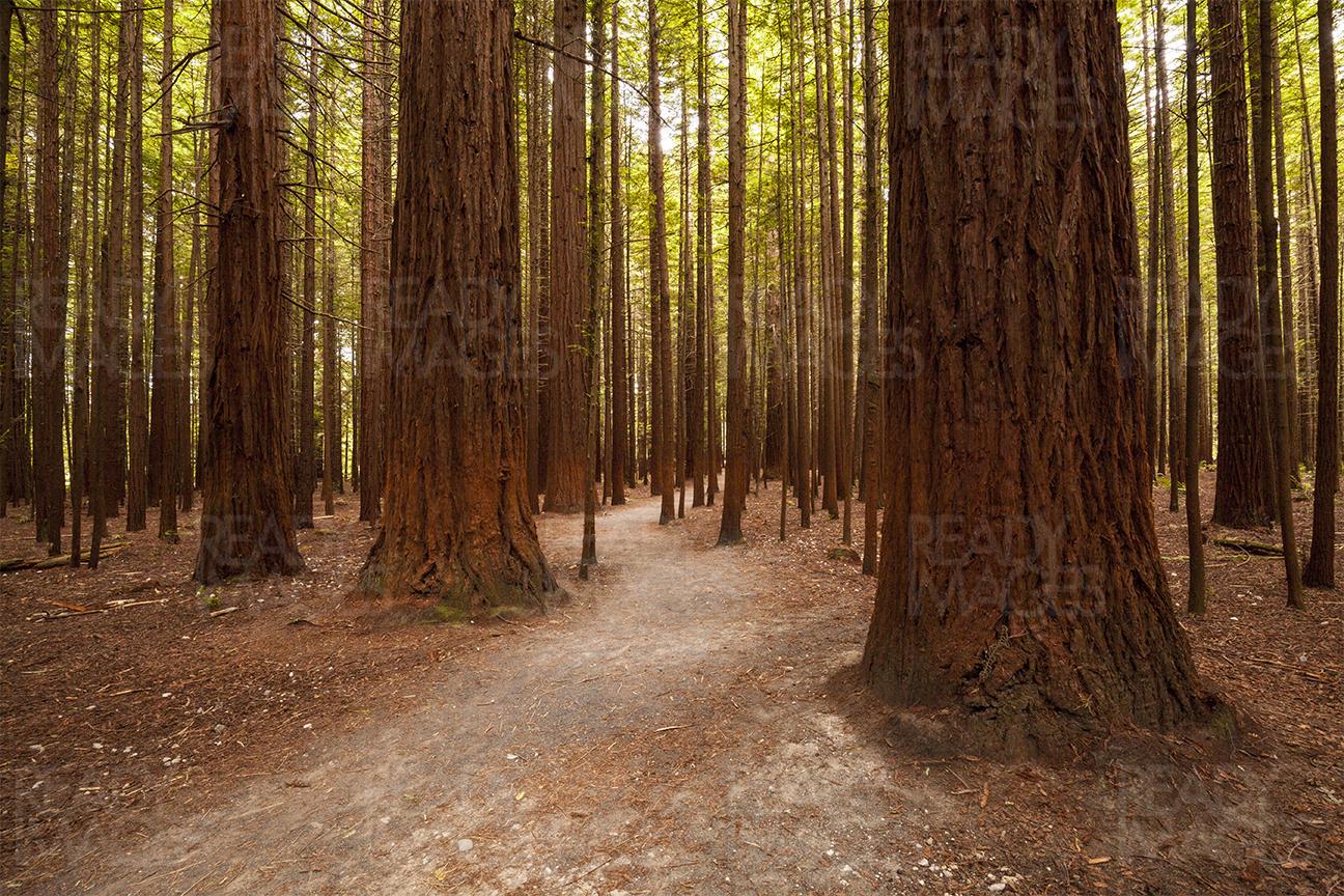 Path among tall trees of Redwoods Forest in Rotorua, New Zealand