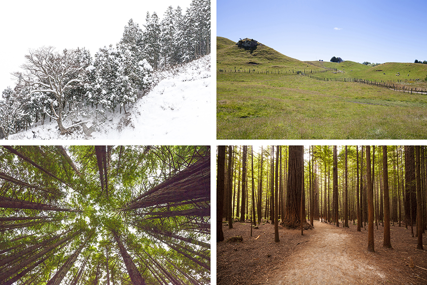 Landscape images showing various nature elements like forrest, snow and field